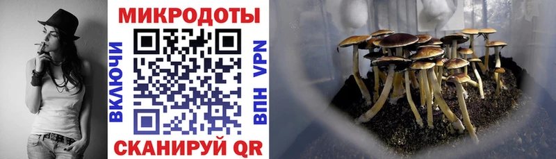 где купить наркотик  Нелидово  Псилоцибиновые грибы Cubensis 
